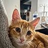 cat, kitten, orange_tabby, pet, animal, feline, close_up, portrait, green_eyes, whiskers, ears, pink_nose, fur, fluffy, curious, cute, indoors, blanket, home, shallow_depth_of_field