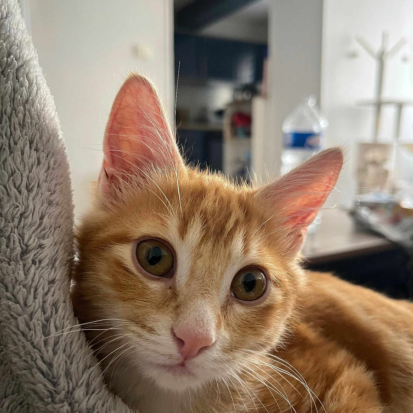 Tigrou