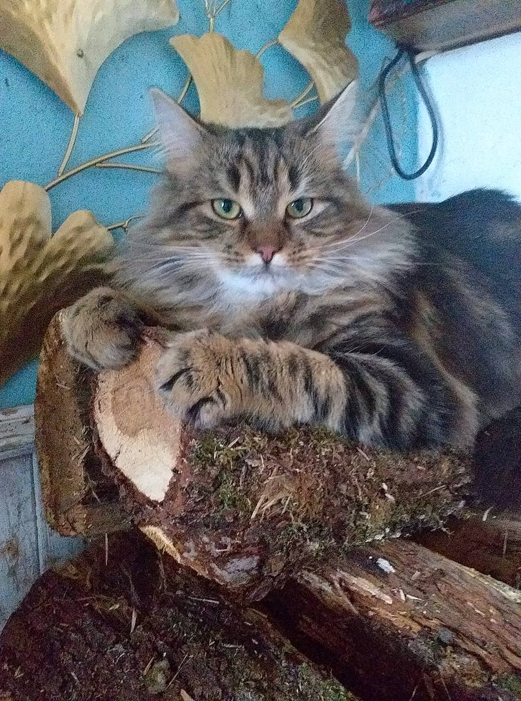 Sharko participe au concours pour gagner de l'argent avec cette photo : carnivore, cat, claw, domestic_short_haired_cat, door, fawn, felidae, fur, grass, plant, small_to_medium_sized_cats, snout, soil, tail, terrestrial_animal, tree, twig, whiskers, wildlife, wood