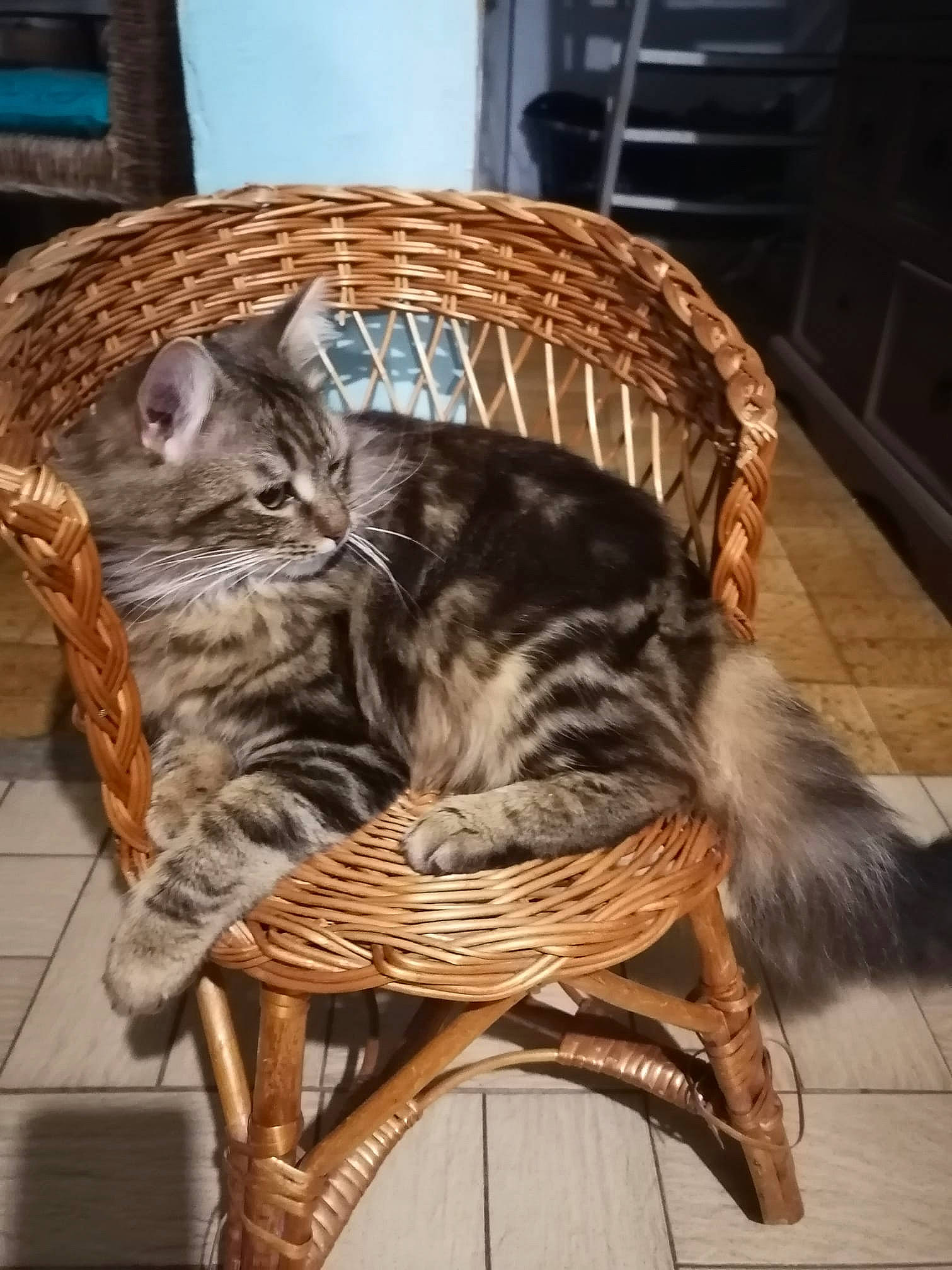 Sharko a rejoint le concours — aidez-le/la à gagner de superbes lots ! carnivore, cat, chair, claw, comfort, domestic_short_haired_cat, fawn, felidae, fur, hardwood, nap, plant, sitting, small_to_medium_sized_cats, tail, tree, whiskers, wicker, window, wood