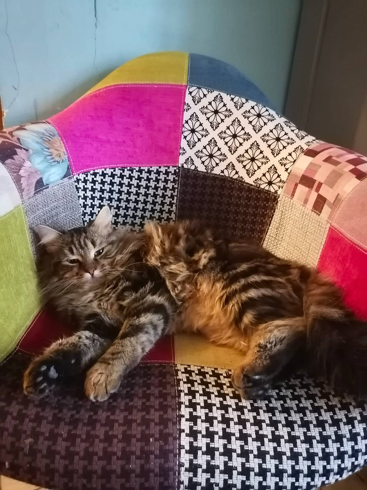 Sharko a rejoint le concours — aidez-le/la à gagner de superbes lots ! bedding, carnivore, cat, claw, comfort, companion_dog, couch, domestic_short_haired_cat, fawn, felidae, fur, linens, living_room, pattern, room, small_to_medium_sized_cats, tail, textile, throw_pillow, whiskers