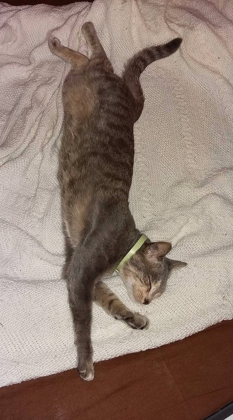 Mindy participe au concours pour gagner de l'argent avec cette photo : canidae, carnivore, cat, claw, comfort, companion_dog, dog_breed, domestic_short_haired_cat, fawn, felidae, fur, grey, liver, paw, small_to_medium_sized_cats, snout, sporting_group, tail, whiskers, working_animal