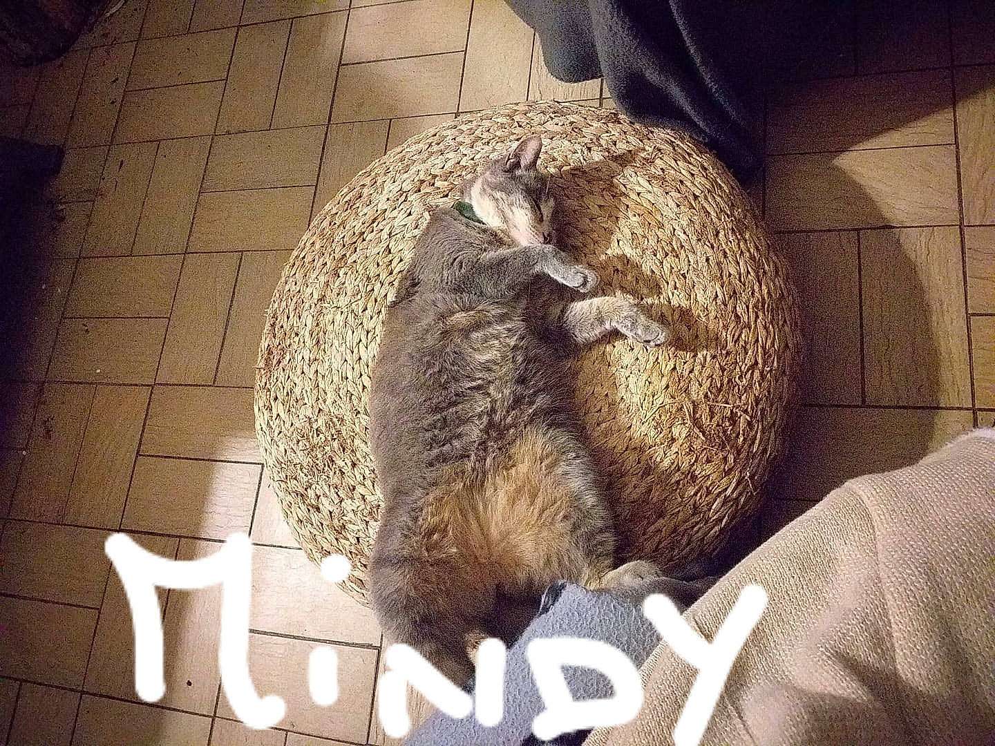 Mindy participe au concours pour gagner de l'argent avec cette photo : art, claw, comfort, darkness, fawn, felidae, flooring, font, fur, marsupial, small_to_medium_sized_cats, snout, still_life_photography, tail, terrestrial_animal, whiskers, wildlife, wood