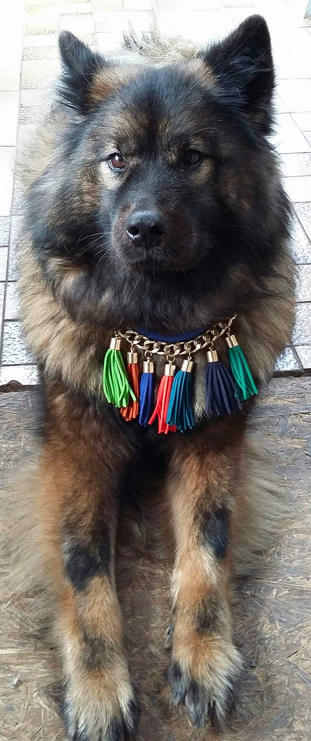 Gypsy De L Oree De Serpentout a rejoint le concours — aidez-le/la à gagner de superbes lots ! canidae, carnivore, collar, companion_dog, dog, dog_breed, dog_collar, dog_supply, fashion_accessory, fur, giant_dog_breed, keeshond, leash, liver, pet_supply, snout, sporting_group, whiskers, working_animal, working_dog