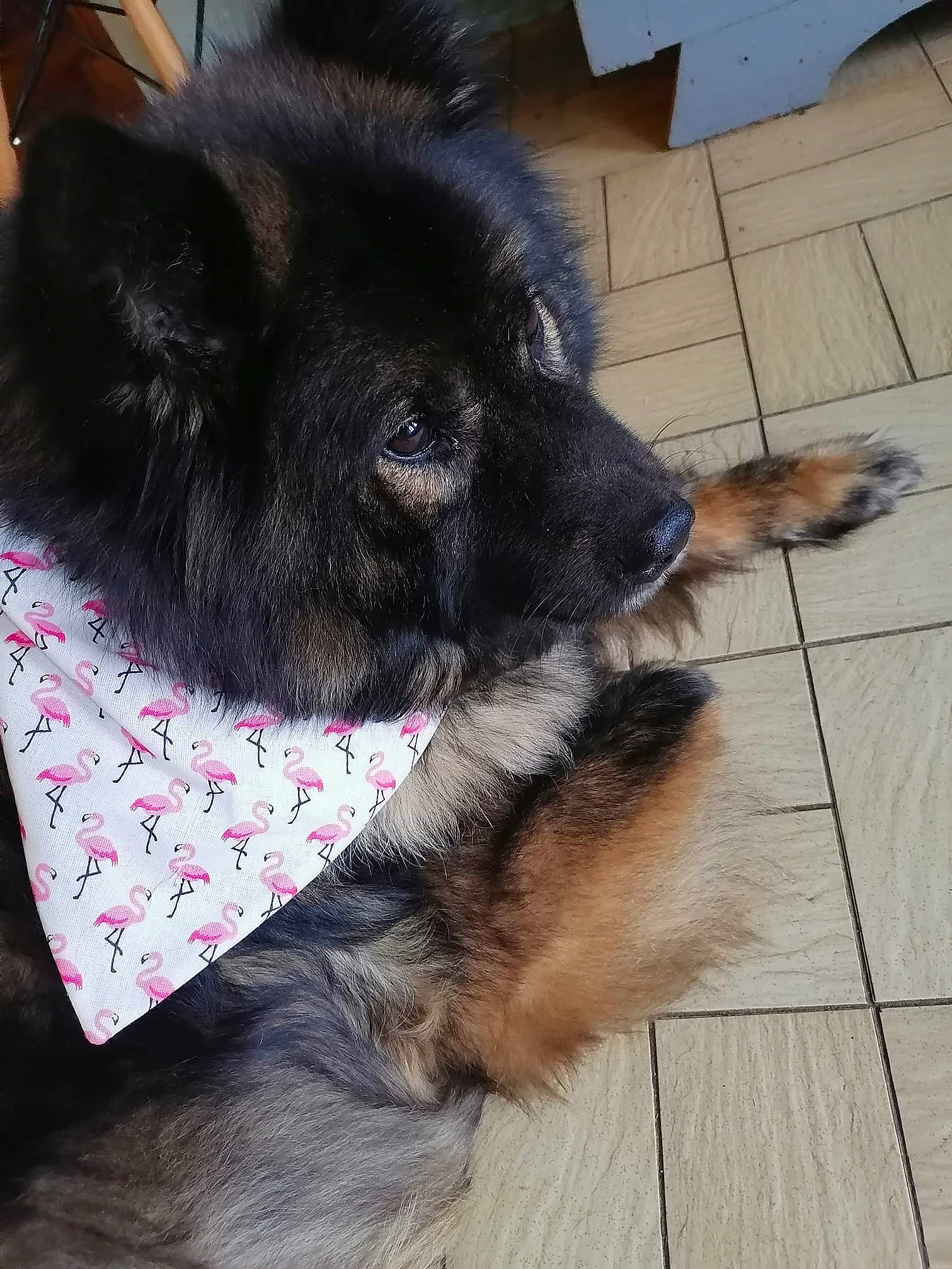 Gypsy De L Oree De Serpentout