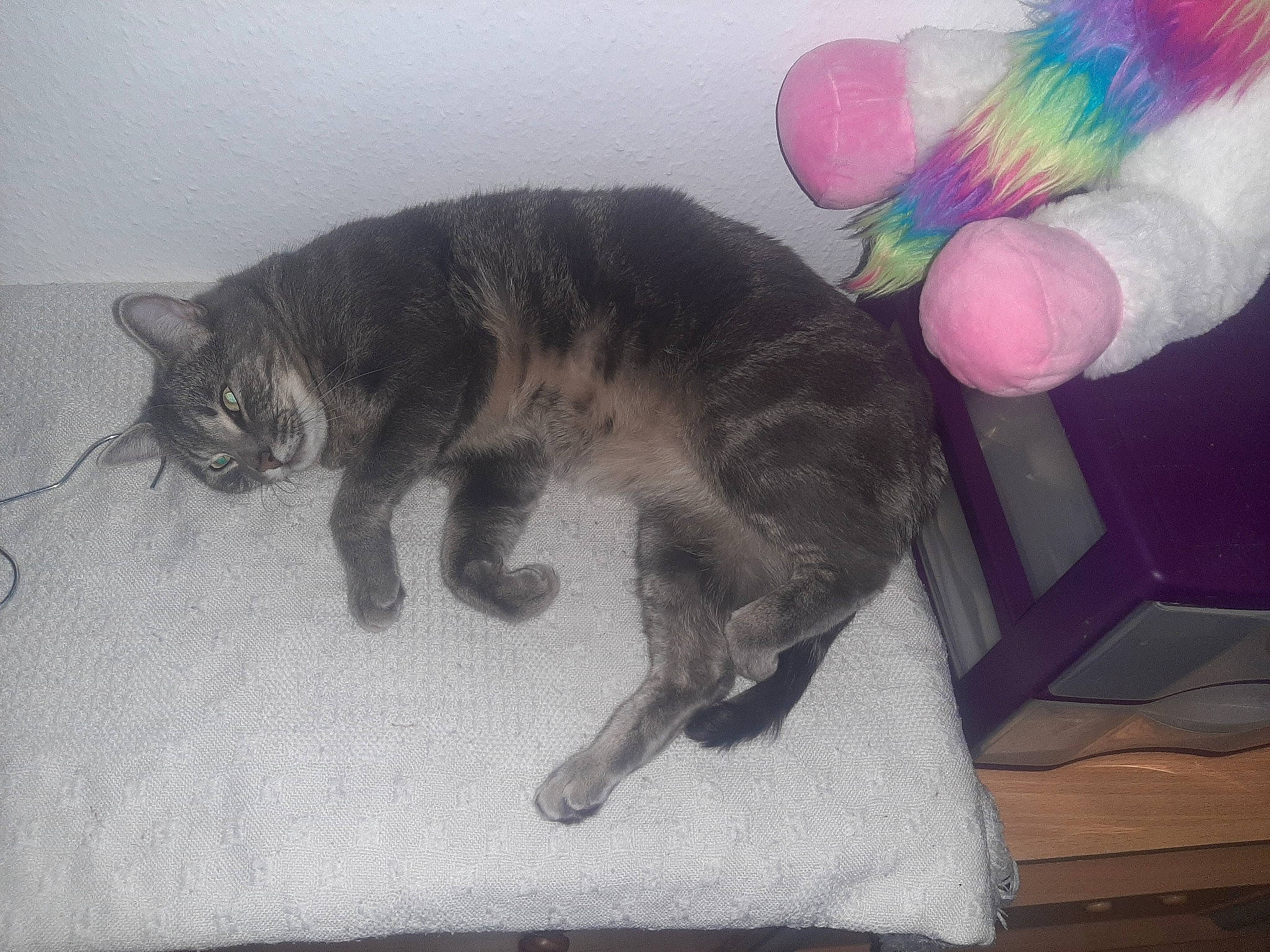 Végéta a rejoint le concours — aidez-le/la à gagner de superbes lots ! canidae, carnivore, cat, claw, comfort, dog_breed, domestic_short_haired_cat, ear, fashion_accessory, felidae, fur, happy, mammal, nap, paw, small_to_medium_sized_cats, snout, tail, vertebrate, whiskers