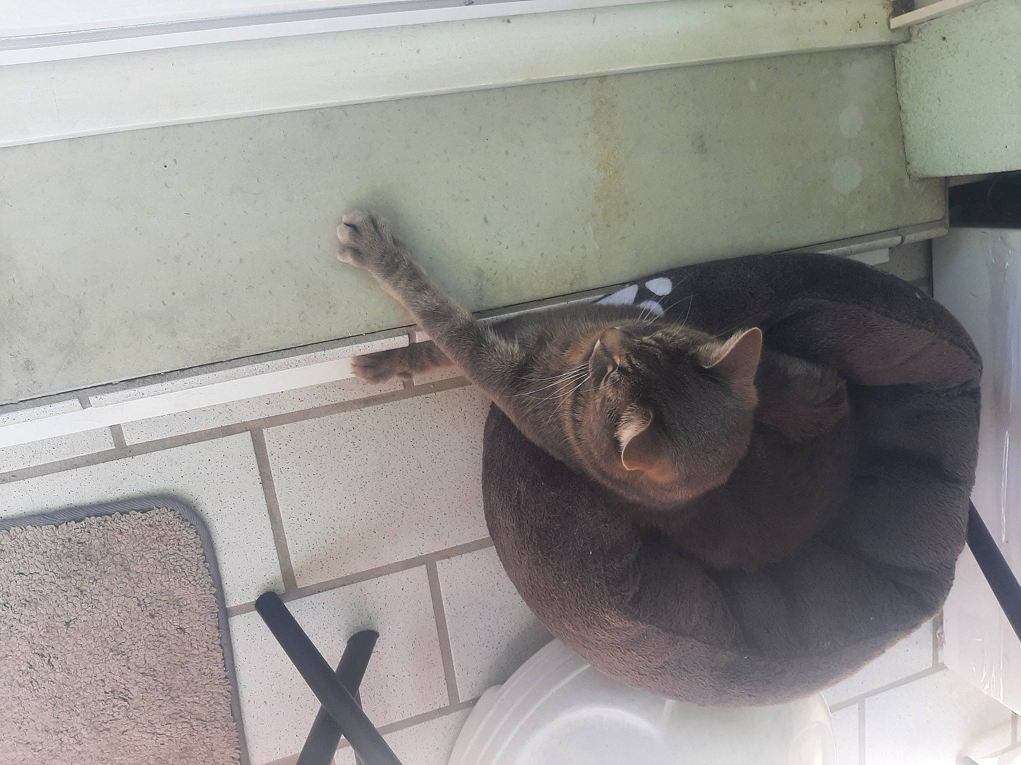 Végéta a rejoint le concours — aidez-le/la à gagner de superbes lots ! auto_part, automotive_exterior, automotive_wheel_system, bumper, cat, composite_material, concrete, felidae, gas, hat, metal, pipe, room, small_to_medium_sized_cats, wood