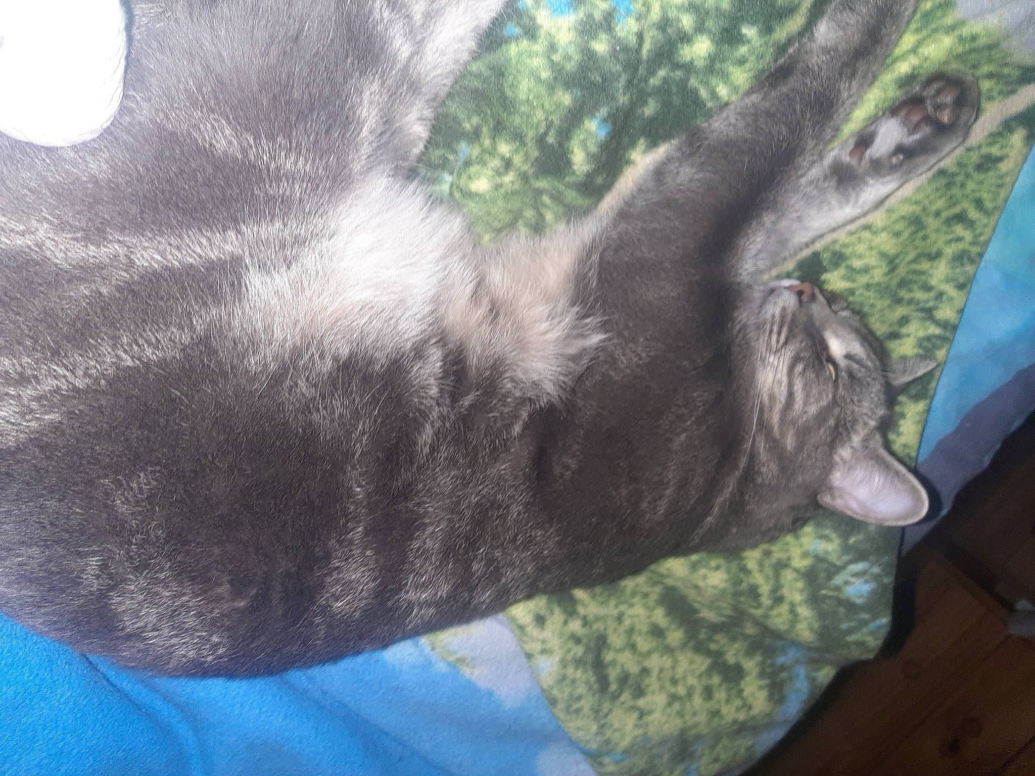 Végéta a rejoint le concours — aidez-le/la à gagner de superbes lots ! black_cat, canidae, carnivore, comfort, dog_breed, domestic_short_haired_cat, fawn, felidae, fur, gesture, grass, human_leg, paw, small_to_medium_sized_cats, snout, sporting_group, tail, terrestrial_animal, tree, whiskers