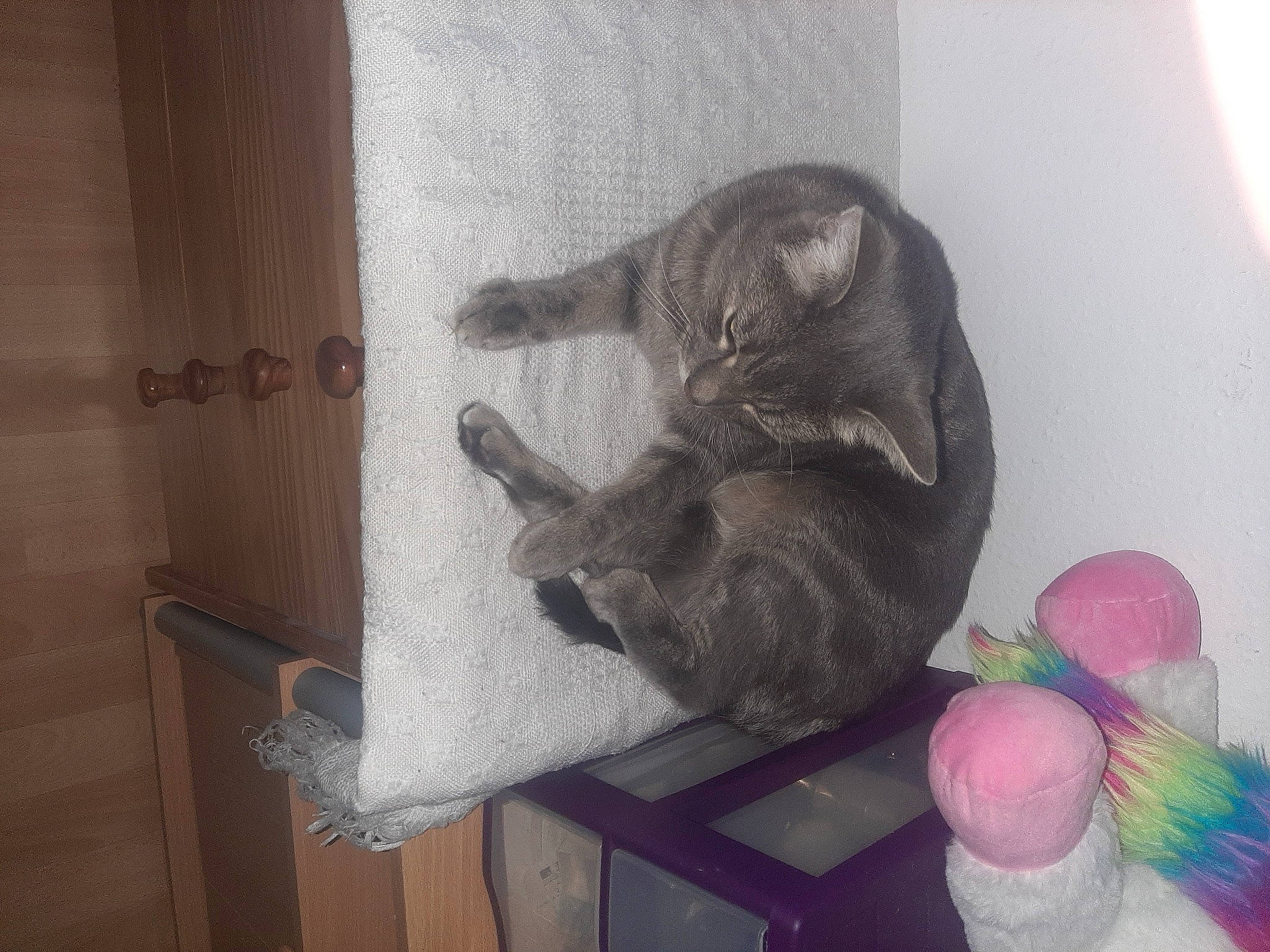 Végéta participe au concours pour gagner de l'argent avec cette photo : balloon, cat, comfort, domestic_short_haired_cat, felidae, fur, grey, hardwood, room, small_to_medium_sized_cats, tail, whiskers, wood