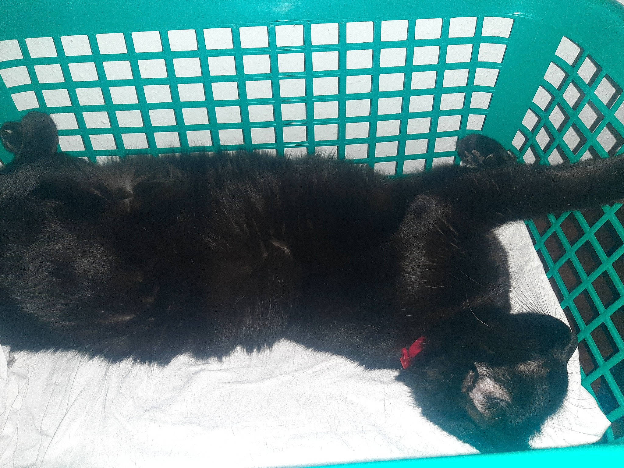 Kaderra participe au concours pour gagner de l'argent avec cette photo : black, black_cat, canidae, carnivore, cat, claw, comfort, dog_breed, felidae, fur, mammal, nap, pet_supply, small_to_medium_sized_cats, snout, sporting_group, tail, terrestrial_animal, vertebrate, whiskers