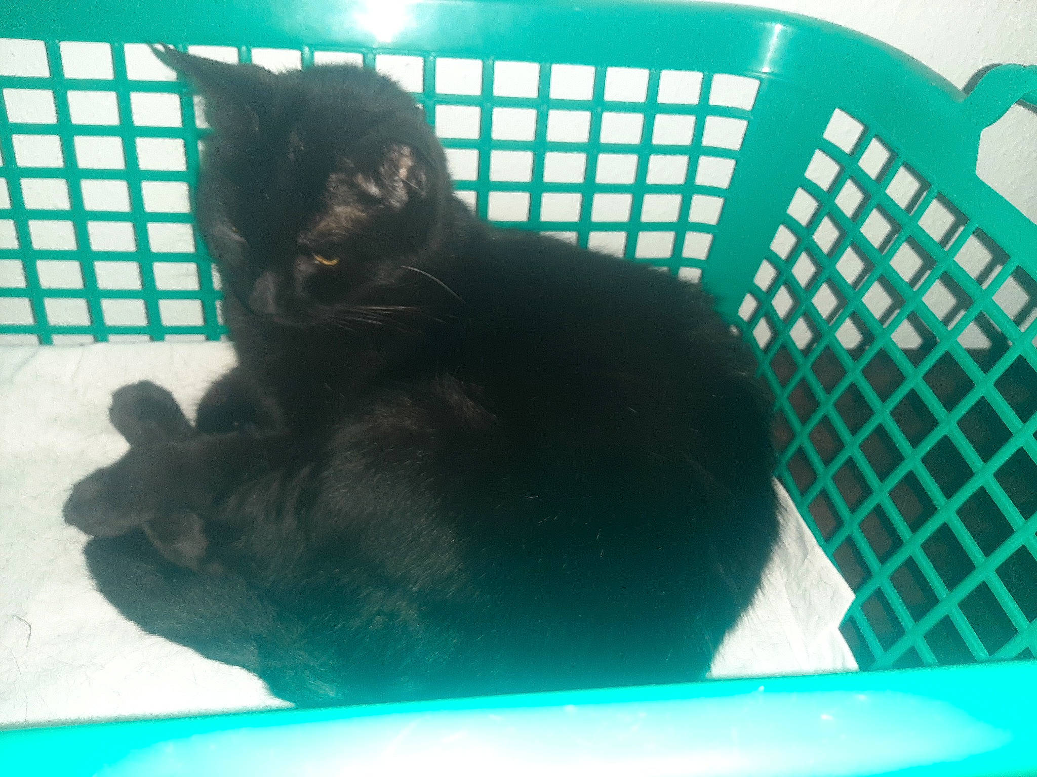 Kaderra a rejoint le concours — aidez-le/la à gagner de superbes lots ! black_cat, blue, carnivore, cat, cat_supply, claw, comfort, domestic_short_haired_cat, electric_blue, felidae, fur, leisure, pet_supply, sitting, small_to_medium_sized_cats, snout, tail, terrestrial_animal, vertebrate, whiskers