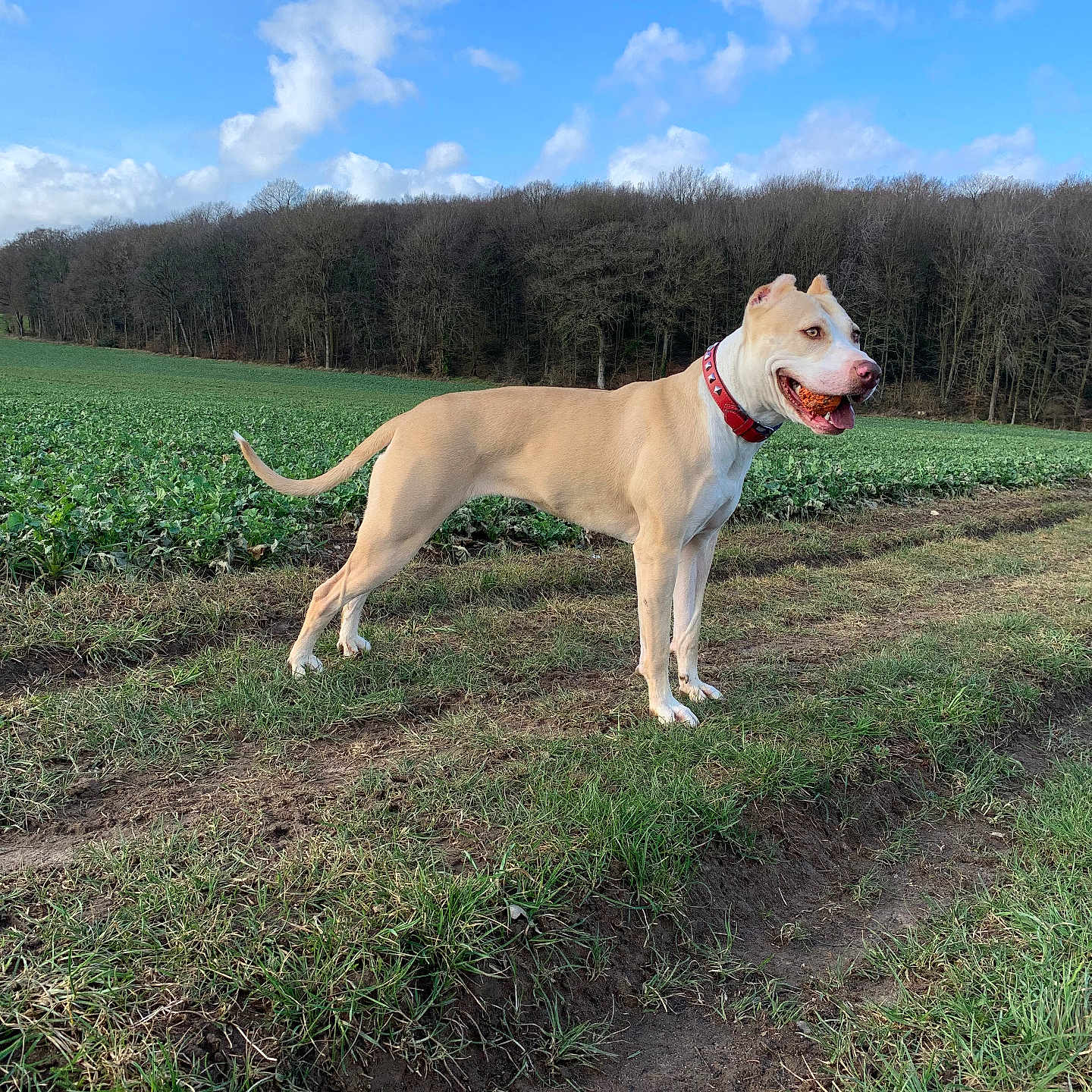 Mya participe au concours pour gagner de l'argent avec cette photo : accessories, animal, boxer, bulldog, canine, dog, field, grass, grassland, horizon, nature, outdoors, pet, pitbull, plant, pointer, sky, soil, tree, whitedog