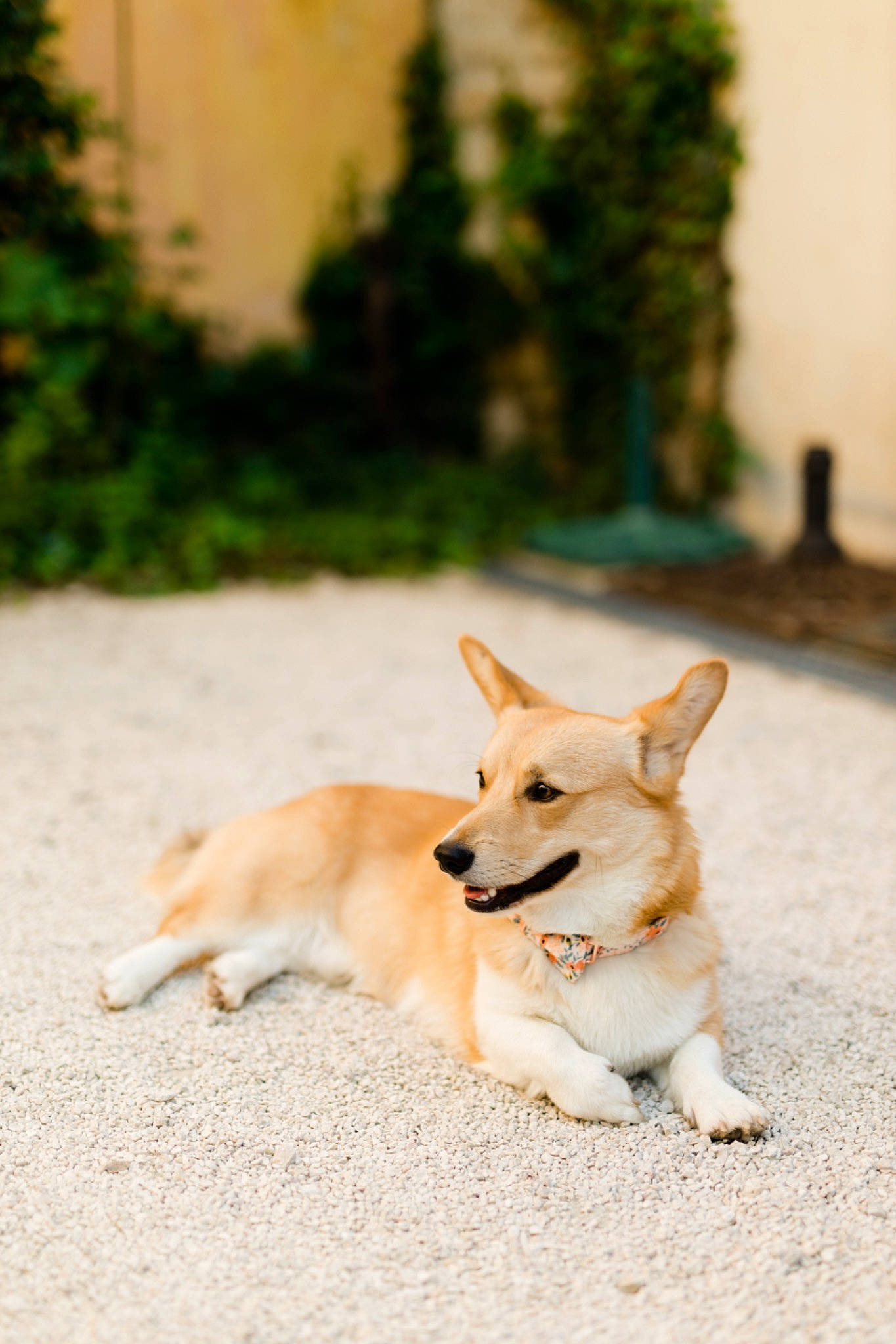 Alphonse participe au concours pour gagner de l'argent avec cette photo : ancient_dog_breeds, canidae, carnivore, companion_dog, dog, dog_breed, fawn, grass, non_sporting_group, paw, pet_supply, plant, puppy, sporting_group, tail, terrestrial_animal, tree, wood, working_animal, working_dog