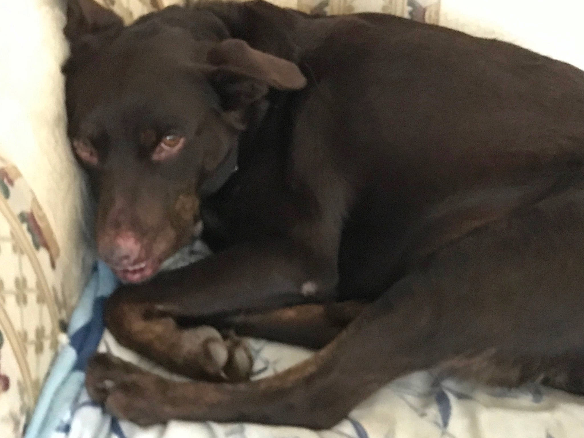 Bentley joined the competition — help win amazing prizes! borador, canidae, carnivore, comfort, companion_dog, dog, dog_breed, dog_supply, fawn, fur, grey, guard_dog, gun_dog, liver, non_sporting_group, snout, sporting_group, terrestrial_animal, whiskers, working_animal