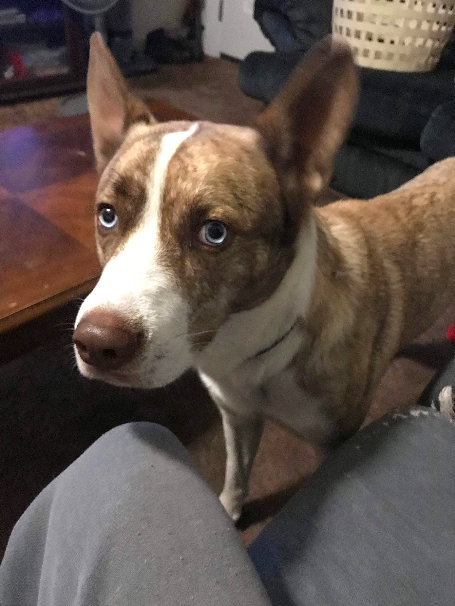 Copper is registered to the contest to win money with this photo: canidae, carnivore, collar, companion_dog, dog, dog_breed, dog_supply, eye, fawn, head, non_sporting_group, snout, sporting_group, terrestrial_animal, whiskers, wood, working_animal