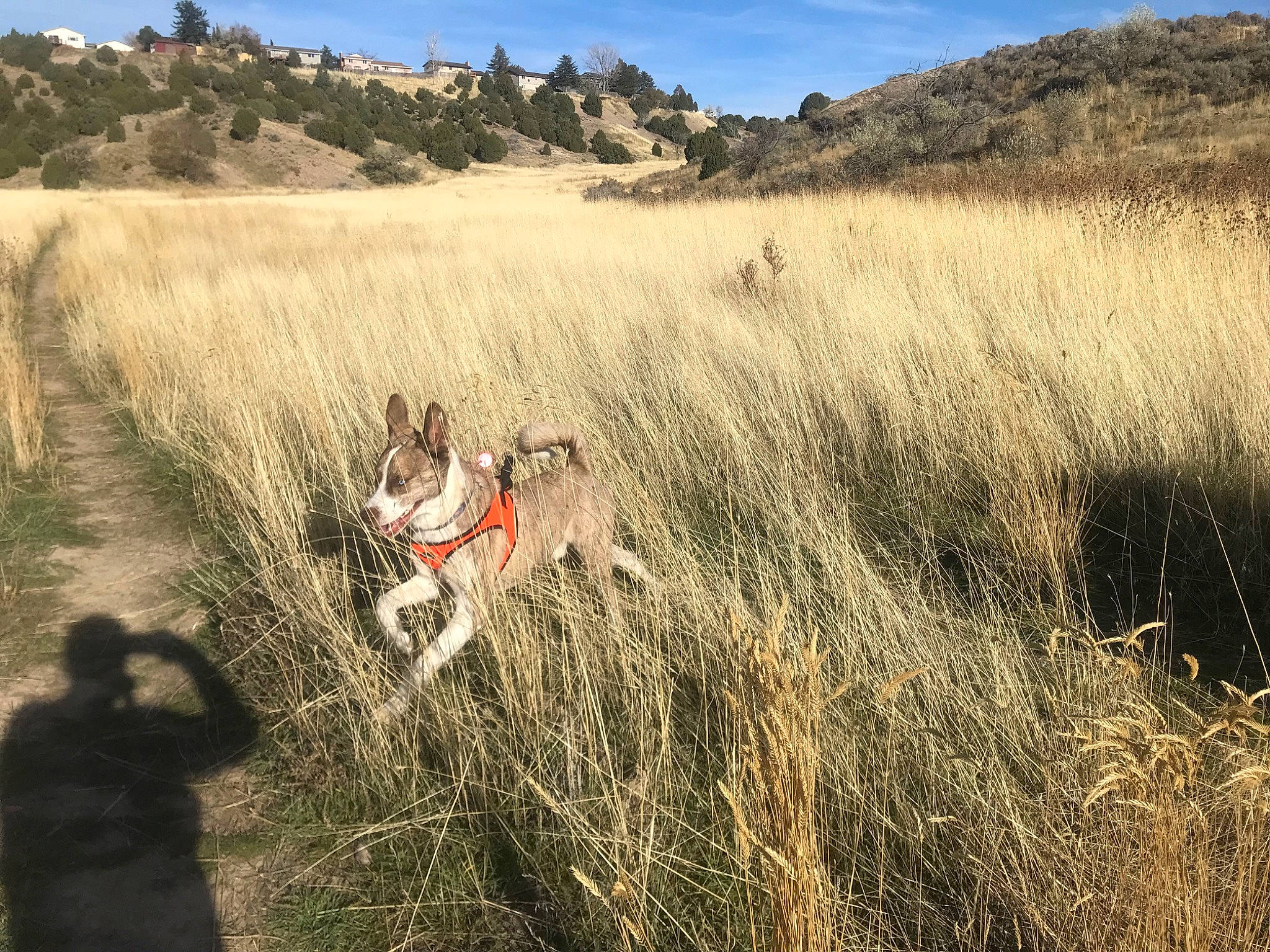 Copper joined the competition — help win amazing prizes! carnivore, cloud, dog, dog_breed, fawn, grass, grassland, hill, landscape, natural_landscape, pasture, plant, prairie, recreation, shrubland, sky, soil, steppe, tundra, wildlife