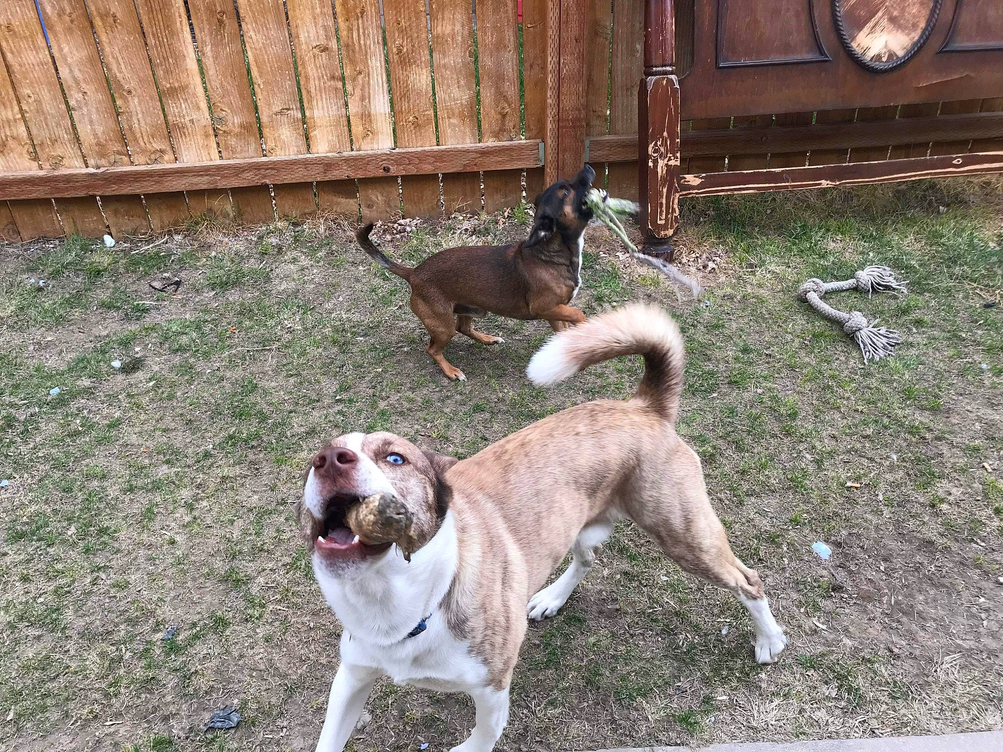 Copper joined the competition — help win amazing prizes! ancient_dog_breeds, canidae, carnivore, collar, companion_dog, dog, dog_breed, dog_collar, dog_supply, fawn, fence, grass, home_fencing, leash, paw, pet_supply, sporting_group, street_dog, tail, working_dog