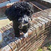 Oreo joined the competition — help win amazing prizes! dog, poodle, pet, black_fur, white_muzzle, collar, dog_tag, paw, bricks, brick_wall, outdoor, sunlight, shadow, wall, cute, small_dog, curious, fluffy, architecture, stairs
