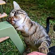 Titi a rejoint le concours — aidez-le/la à gagner de superbes lots ! cat, tabby_cat, pet, whiskers, paw, tail, outdoor, grass, green_chair, chair, pink_shirt, close_up, portrait, furniture, garden, nature, playful, affectionate, scratching, striped_fur