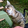 affectionate, cat, chair, close_up, furniture, garden, grass, green_chair, nature, outdoor, paw, pet, pink_shirt, playful, portrait, scratching, striped_fur, tabby_cat, tail, whiskers