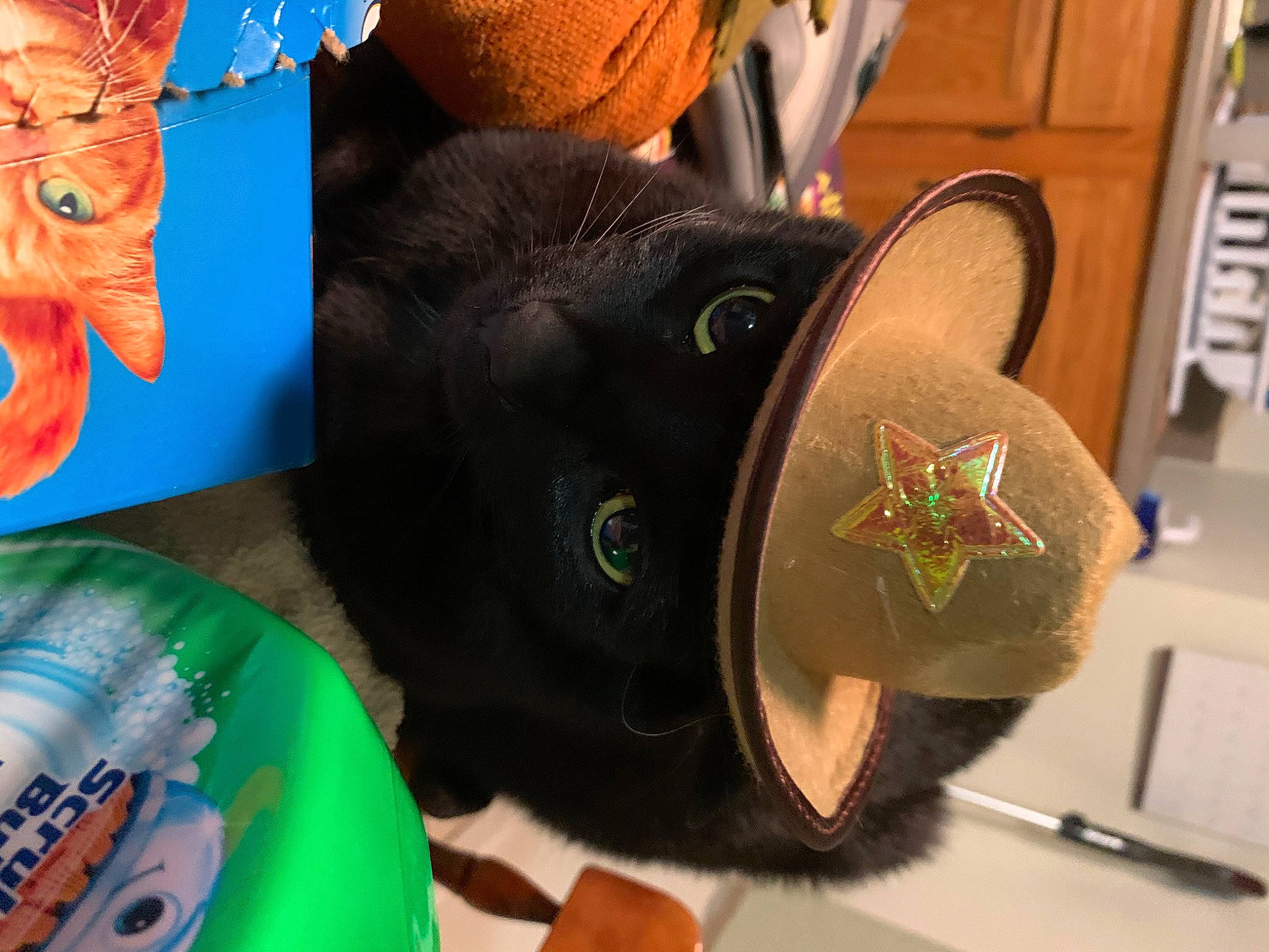 Jinx joined the competition — help win amazing prizes! baseball_cap, bombay, calabaza, cap, cat, cucurbita, fashion_accessory, felidae, hat, headgear, helmet, mammal, plush, pumpkin, small_to_medium_sized_cats, stuffed_toy, tail, toy, vegetable, whiskers