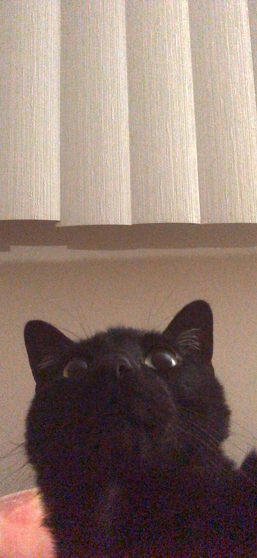 Jinx joined the competition — help win amazing prizes! black_cat, carnivore, cat, comfort, domestic_short_haired_cat, eye, felidae, flooring, fur, grey, hardwood, light, room, small_to_medium_sized_cats, snout, tail, tints_and_shades, whiskers, window, wood