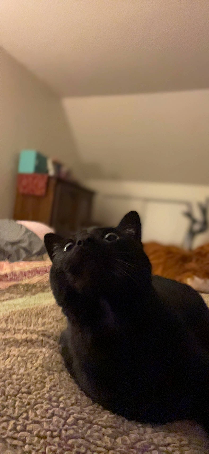 Jinx joined the competition — help win amazing prizes! black_cat, bombay, carnivore, cat, claw, comfort, dog_breed, domestic_short_haired_cat, felidae, flooring, fur, hardwood, paw, room, small_to_medium_sized_cats, snout, tail, terrestrial_animal, whiskers, wood