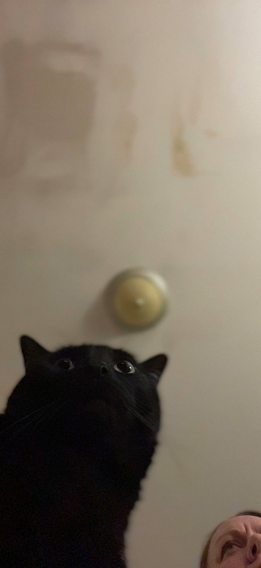 Jinx joined the competition — help win amazing prizes! ball, black_cat, bombay, carnivore, cat, circle, domestic_short_haired_cat, felidae, fur, metal, small_to_medium_sized_cats, tail, whiskers, wood