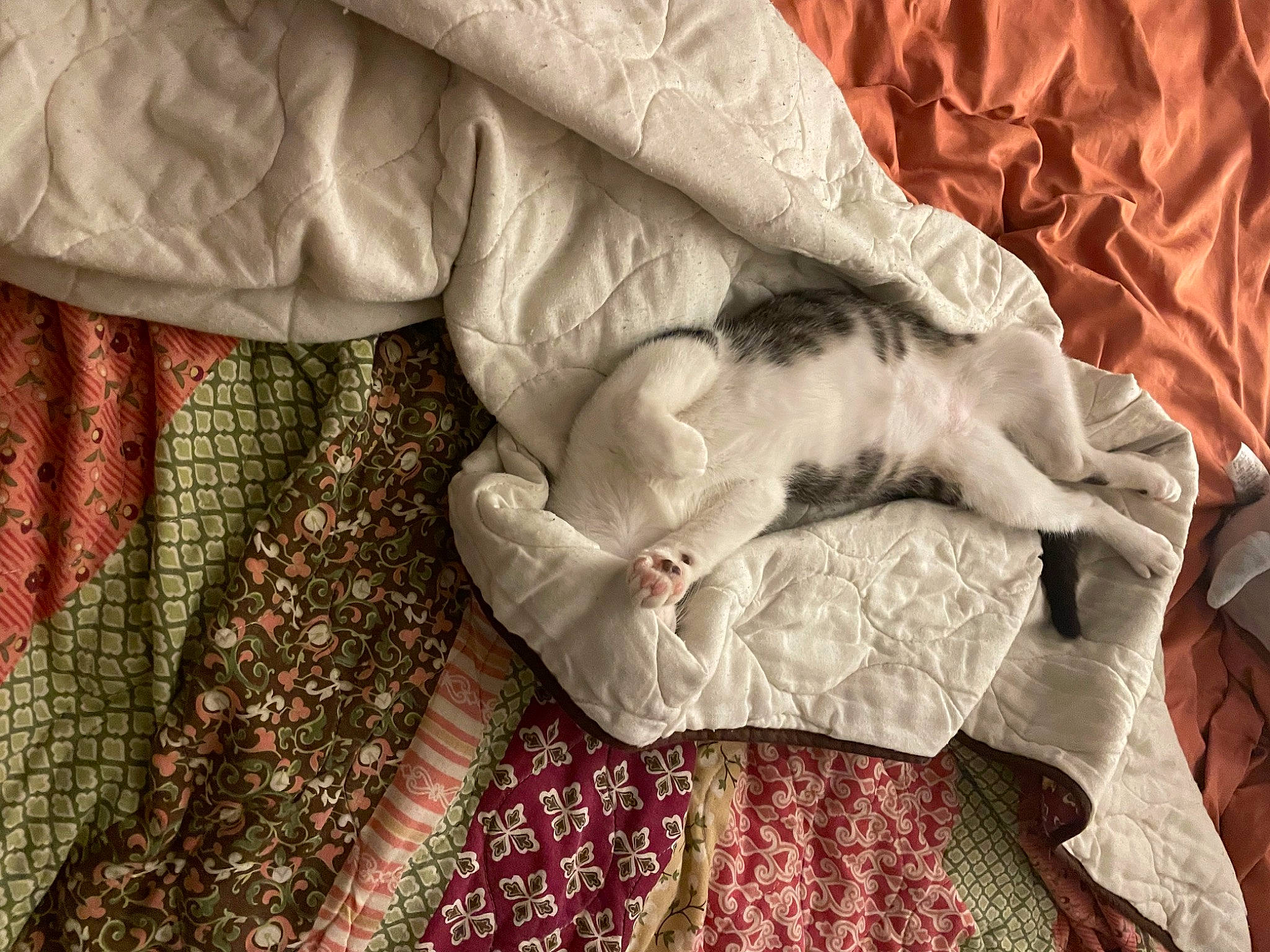 Lil Shit is registered to the contest to win money with this photo: art, carnivore, cat, comfort, felidae, finger, foot, fur, gesture, hand, human_leg, linens, mammal, nail, pattern, room, small_to_medium_sized_cats, textile, whiskers, wood