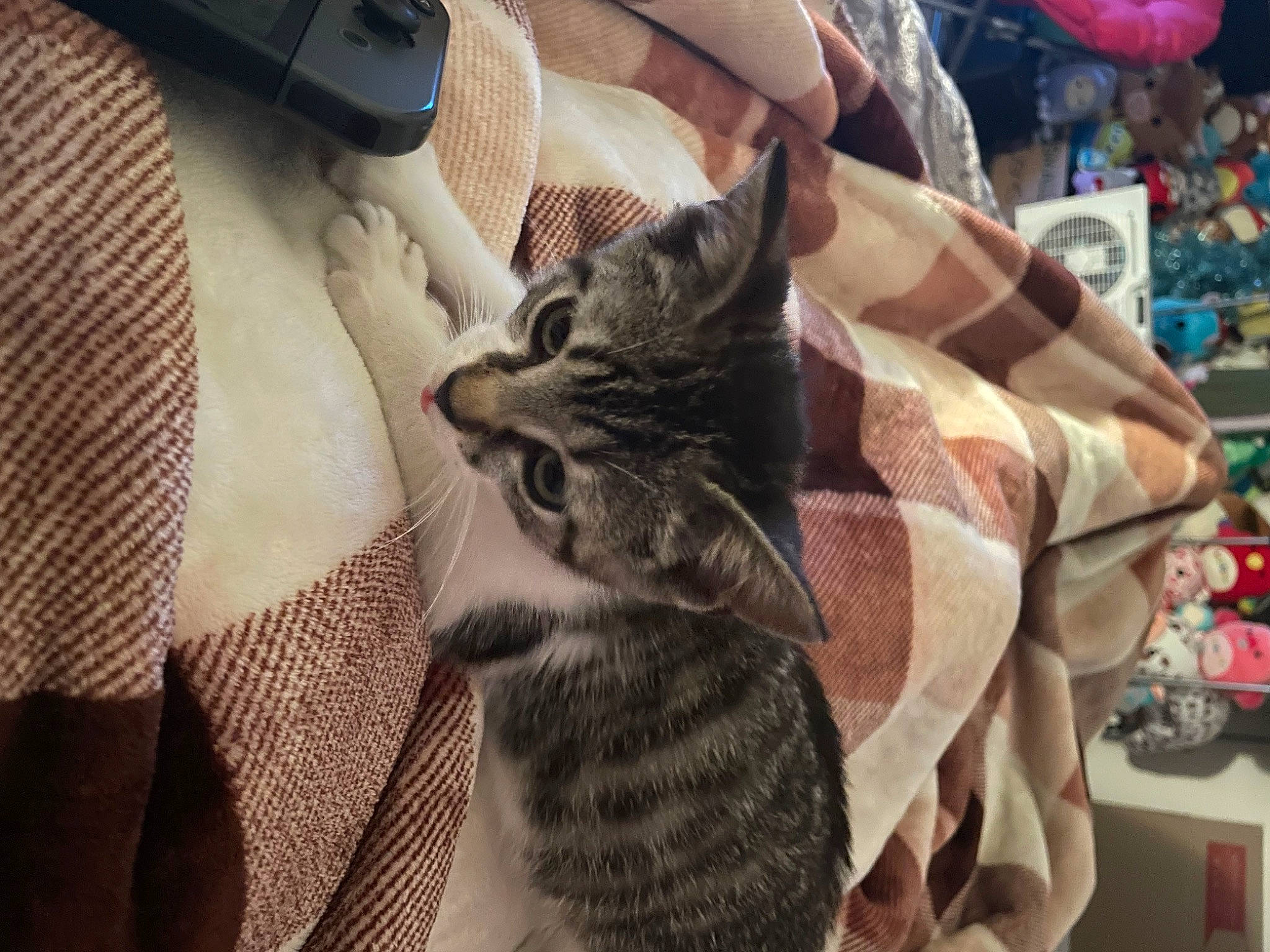 Lil Shit is registered to the contest to win money with this photo: bag, carnivore, cat, comfort, domestic_short_haired_cat, eyewear, felidae, fur, human_leg, linens, nail, pattern, paw, sitting, small_to_medium_sized_cats, snout, textile, tire, wheel, whiskers