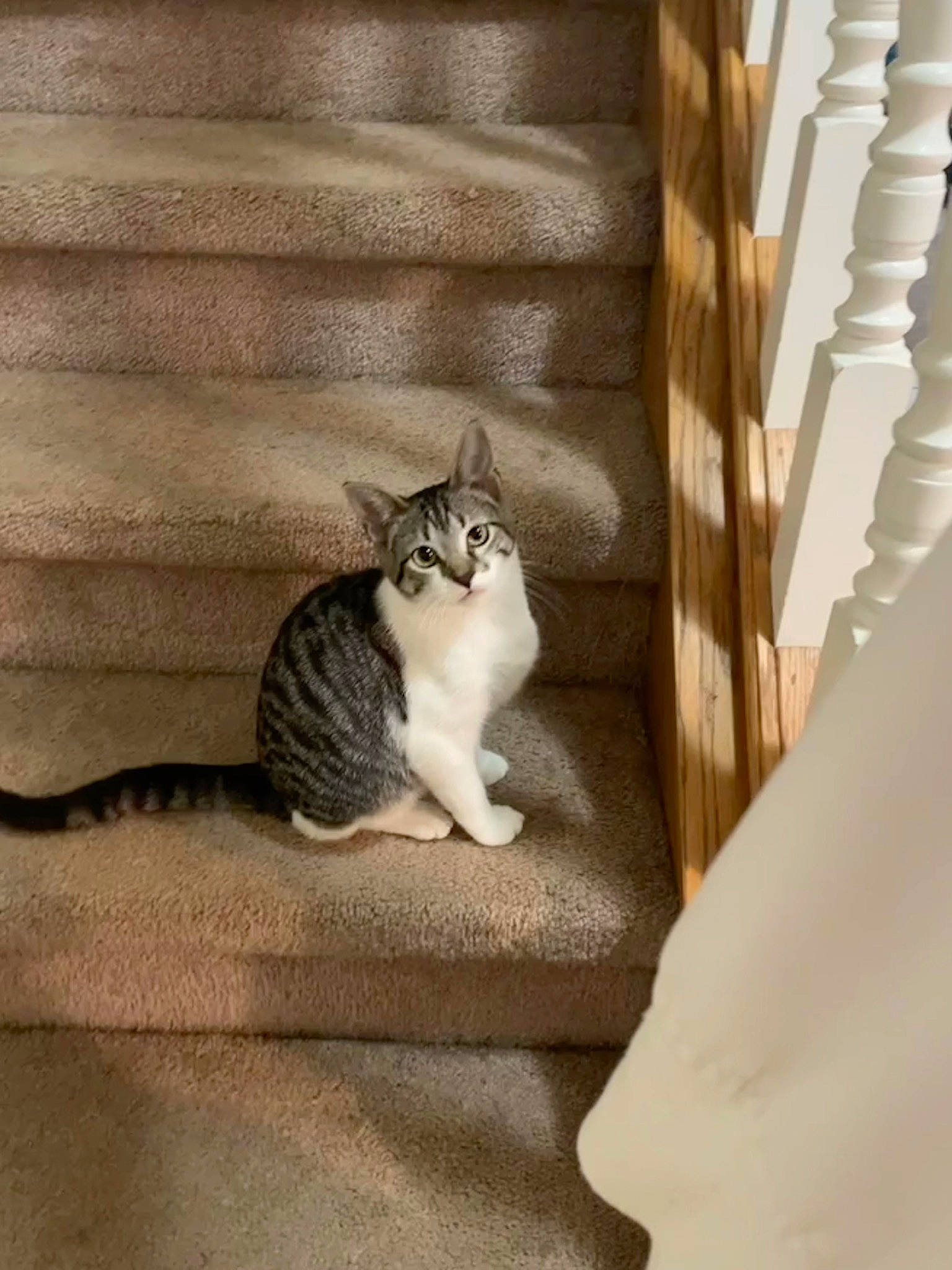 Lil Shit joined the competition — help win amazing prizes! brown, carnivore, cat, comfort, curtain, domestic_short_haired_cat, eye, felidae, fur, grey, hardwood, plant, room, small_to_medium_sized_cats, snout, tail, tree, whiskers, window, wood