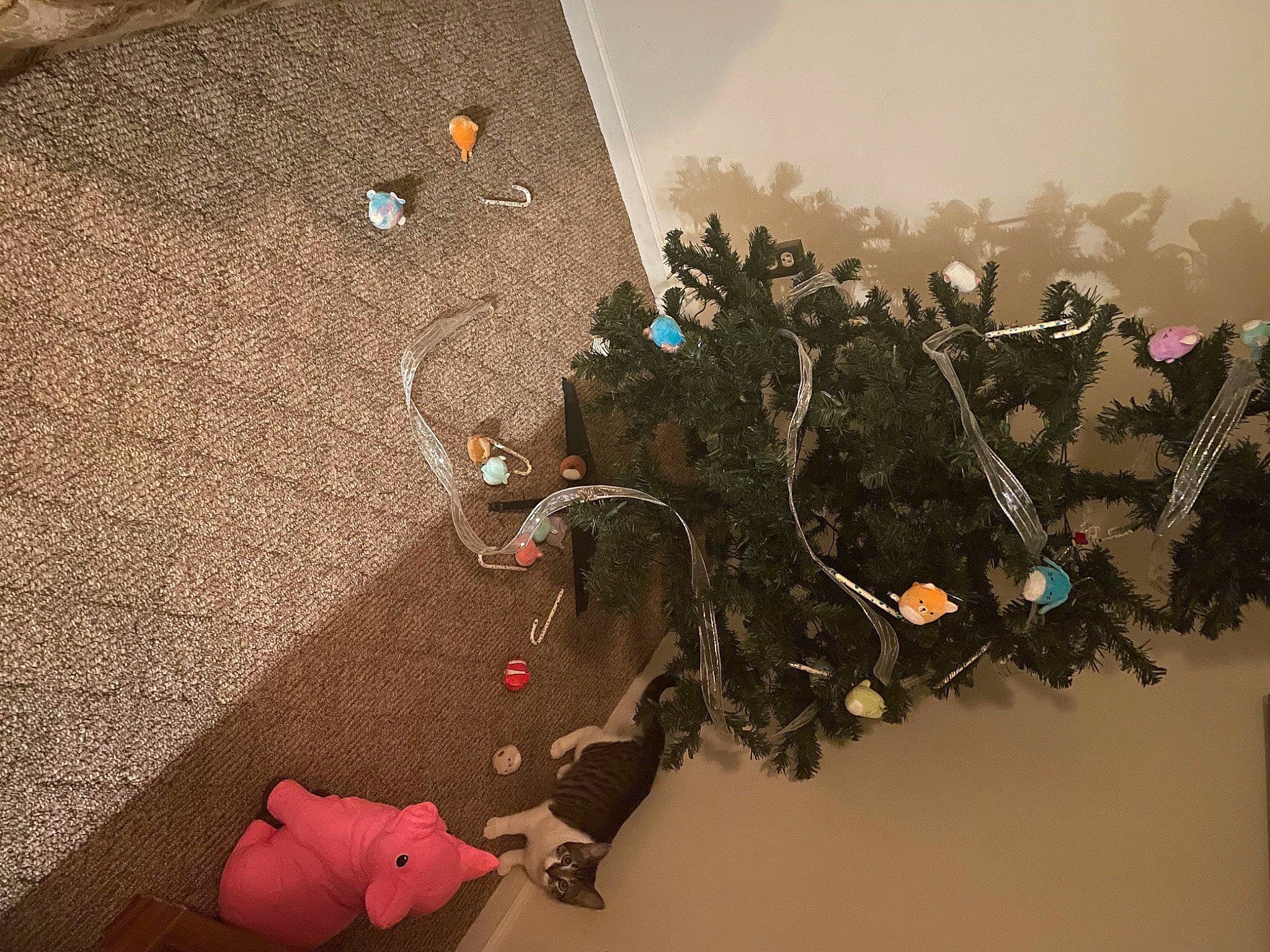 Lil Shit is registered to the contest to win money with this photo: art, branch, carmine, christmas, christmas_decoration, christmas_ornament, conifer, event, evergreen, flooring, ornament, plant, room, shadow, tints_and_shades, tree, twig, visual_arts, winter, wood