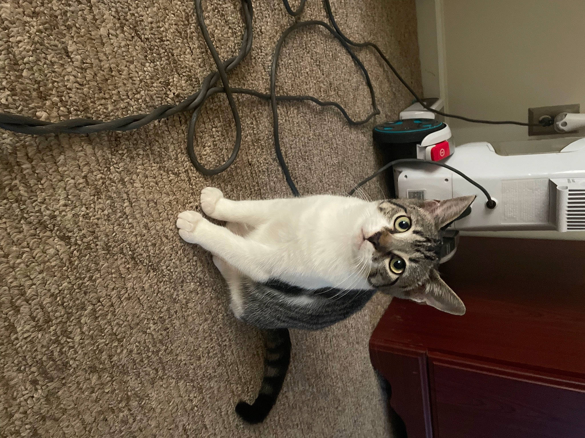 Lil Shit joined the competition — help win amazing prizes! cable, canidae, carnivore, cat, collar, companion_dog, dog_breed, domestic_short_haired_cat, electrical_wiring, felidae, flooring, fur, grey, plant, small_to_medium_sized_cats, snout, tail, whiskers, wire, wood