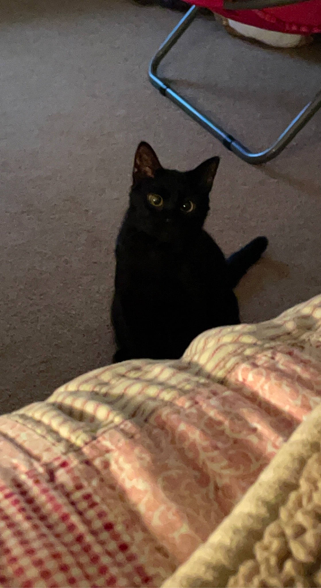 Ziggy is registered to the contest to win money with this photo: automotive_tire, black_cat, bombay, brown, carnivore, cat, comfort, domestic_short_haired_cat, felidae, flooring, fur, grey, linens, shadow, sitting, small_to_medium_sized_cats, tail, terrestrial_animal, whiskers, wood