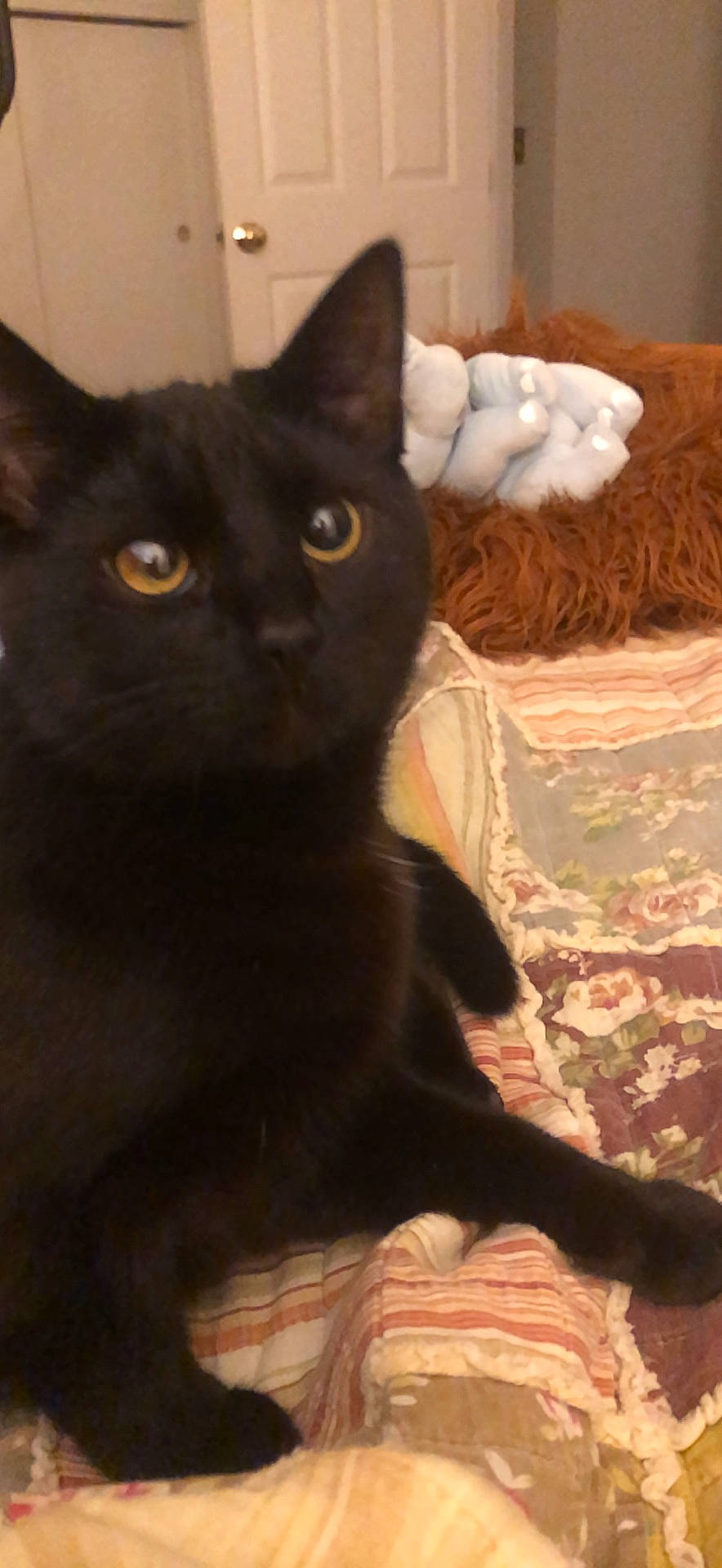 Ziggy is registered to the contest to win money with this photo: black_cat, carnivore, cat, claw, comfort, domestic_short_haired_cat, felidae, fur, iris, small_to_medium_sized_cats, snout, tail, terrestrial_animal, whiskers, window