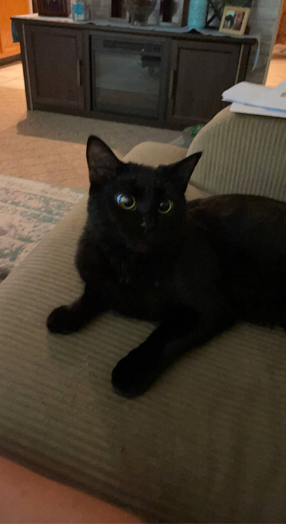 Ziggy is registered to the contest to win money with this photo: black_cat, bombay, carnivore, cat, claw, comfort, domestic_short_haired_cat, felidae, flooring, fur, grey, hardwood, havana_brown, paw, small_to_medium_sized_cats, snout, tail, whiskers, wood