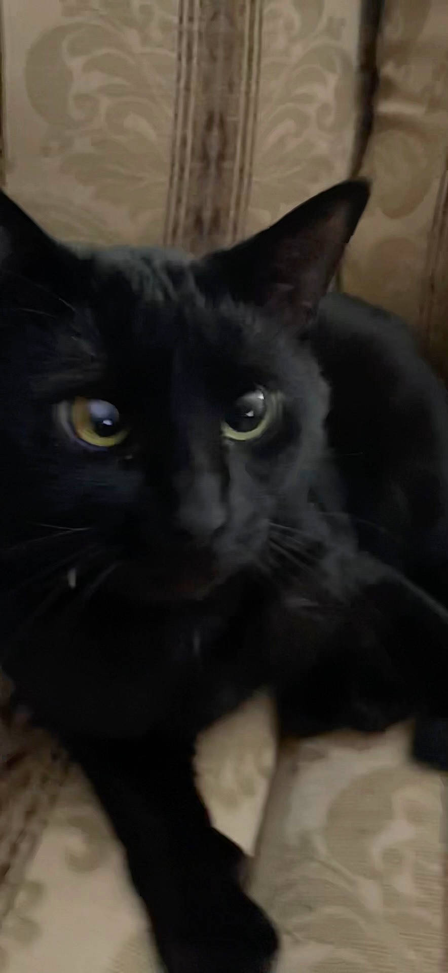 Ziggy is registered to the contest to win money with this photo: black_cat, carnivore, cat, domestic_short_haired_cat, felidae, fur, small_to_medium_sized_cats, snout, terrestrial_animal, whiskers