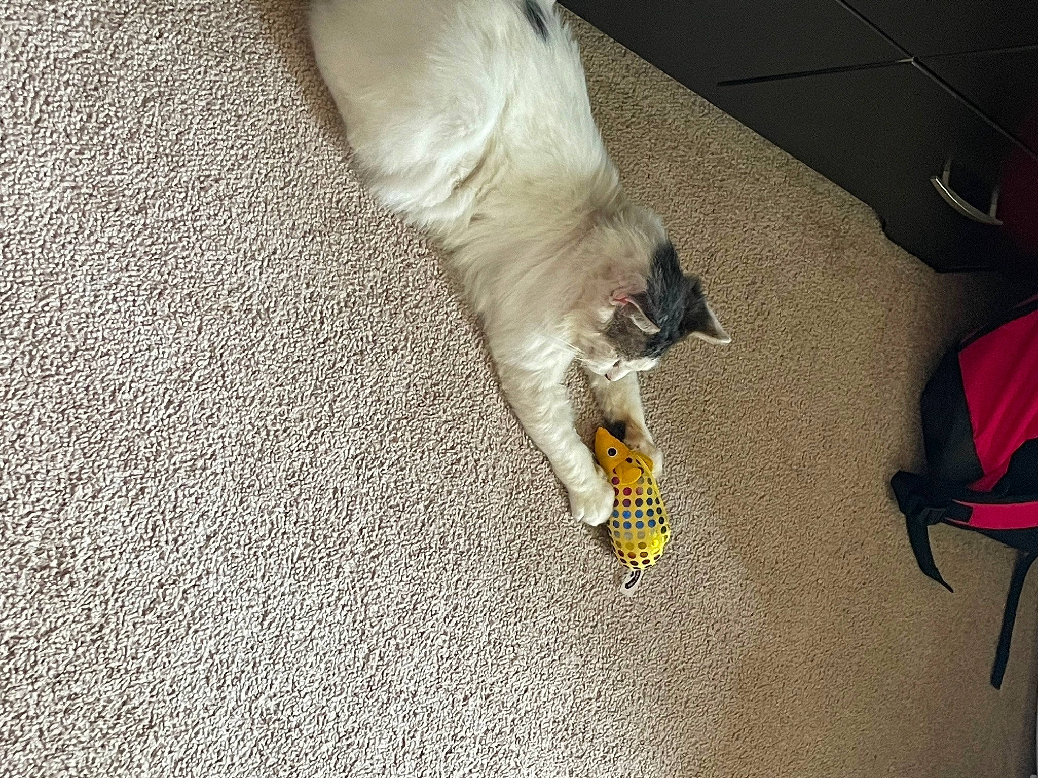 Boomer joined the competition — help win amazing prizes! carnivore, cat_toy, companion_dog, dog, dog_breed, fawn, felidae, floor, flooring, fur, grey, hardwood, paw, pet_supply, small_to_medium_sized_cats, snout, tail, toy_dog, whiskers, wood