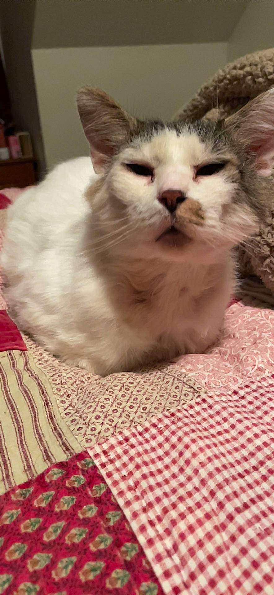 Boomer is registered to the contest to win money with this photo: carnivore, cat, cat_supply, claw, comfort, domestic_short_haired_cat, fawn, felidae, fur, linens, pattern, paw, pet_supply, plaid, small_to_medium_sized_cats, snout, tartan, whiskers