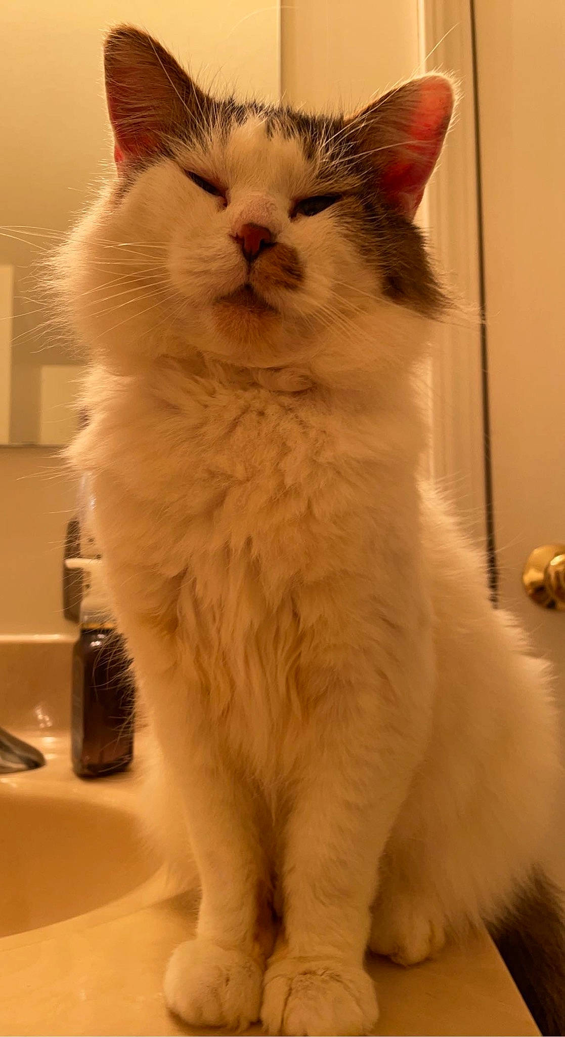 Boomer joined the competition — help win amazing prizes! box, carnivore, cat, claw, computer_monitor, domestic_short_haired_cat, fawn, felidae, fur, iris, paw, small_to_medium_sized_cats, snout, tail, whiskers, window