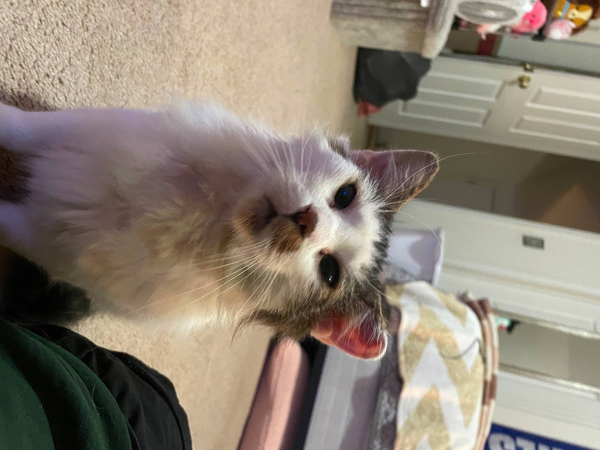 Boomer is registered to the contest to win money with this photo: birman, cabinetry, carnivore, cat, claw, drawer, fang, fawn, felidae, fur, home_appliance, kitchen_appliance, paw, small_to_medium_sized_cats, snout, tail, whiskers