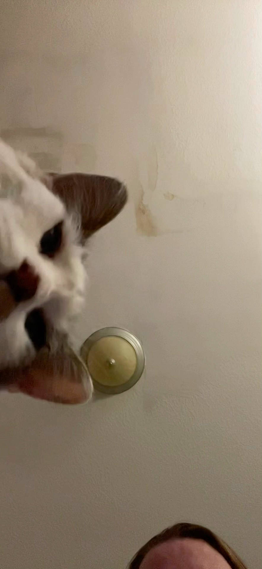 Boomer joined the competition — help win amazing prizes! art, ball, canidae, carnivore, cat, companion_dog, dog_breed, fashion_accessory, felidae, flooring, fur, paw, petal, sky, small_to_medium_sized_cats, snout, tail, whiskers, wing, wood