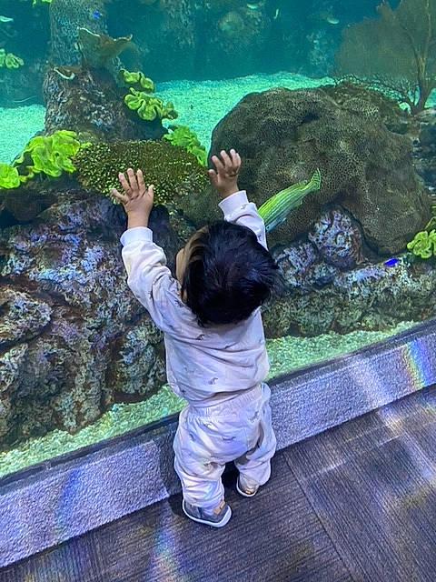 Brenton joined the competition — help win amazing prizes! algae, aquarium, aquatic_plant, botany, coral, coral_reef, freshwater_aquarium, fun, grass, leisure, marine_biology, nature, organism, person, plant, reef, rock, toddler, underwater, water