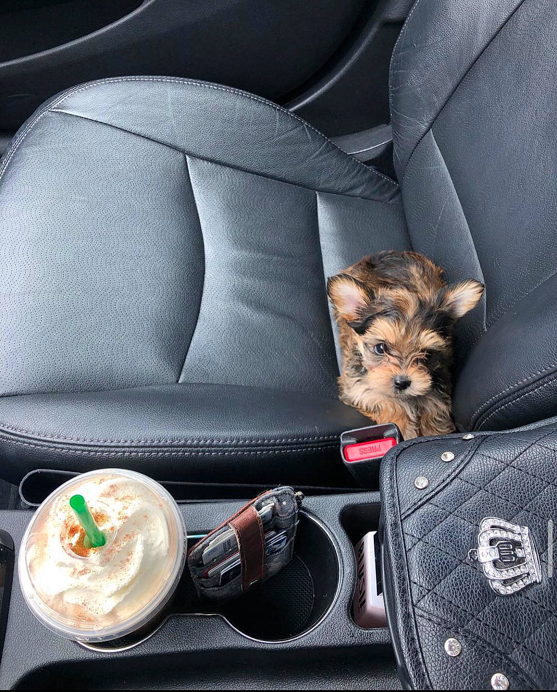 Fizzy joined the competition — help win amazing prizes! auto_part, bag, car_seat, car_seat_cover, carnivore, collar, comfort, companion_dog, dishware, dog, dog_breed, head_restraint, ingredient, luggage_and_bags, motor_vehicle, personal_luxury_car, serveware, snout, tableware, working_animal