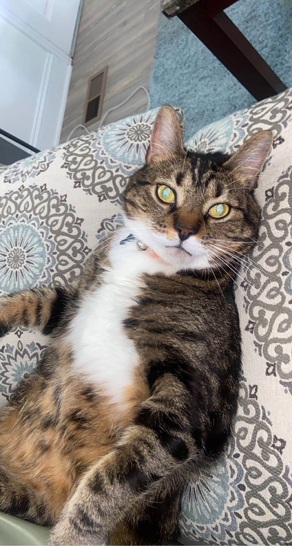 Ziggy is registered to the contest to win money with this photo: carnivore, cat, claw, comfort, domestic_short_haired_cat, felidae, fur, paw, sitting, small_to_medium_sized_cats, snout, tail, terrestrial_animal, vertebrate, whiskers