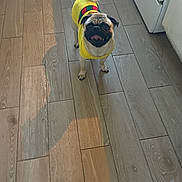 Chino is registered to the contest to win money with this photo: dog, pug, yellow_sweater, floor, wooden_floor, kitchen, pet, small_dog, happy, standing, tongue_out, indoors, animal, canine, domestic_animal, fur, tail, shadow, looking_up, cute