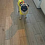 dog, pug, yellow_sweater, floor, wooden_floor, kitchen, pet, small_dog, happy, standing, tongue_out, indoors, animal, canine, domestic_animal, fur, tail, shadow, looking_up, cute