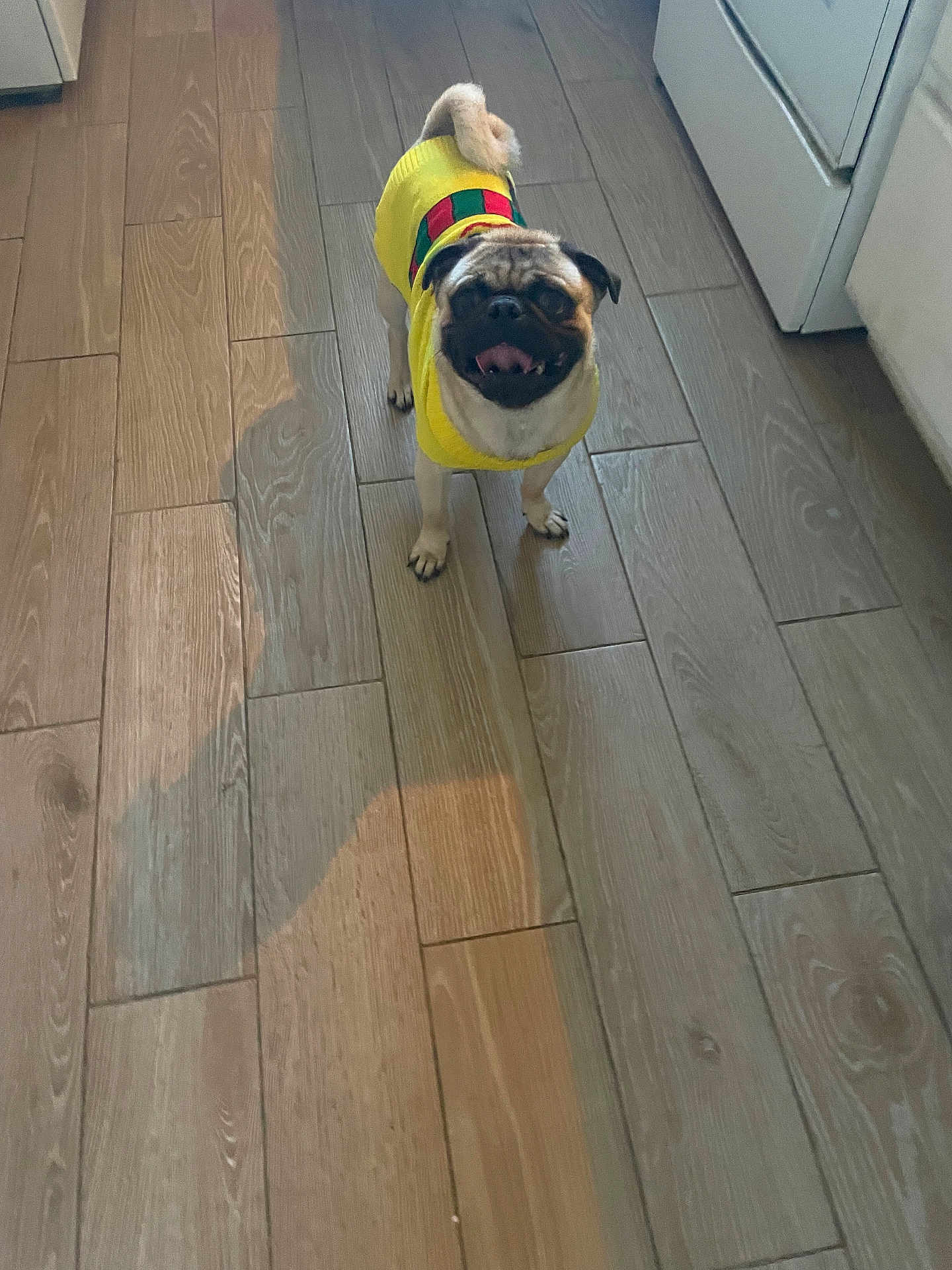 Chino is registered to the contest to win money with this photo: dog, pug, yellow_sweater, floor, wooden_floor, kitchen, pet, small_dog, happy, standing, tongue_out, indoors, animal, canine, domestic_animal, fur, tail, shadow, looking_up, cute