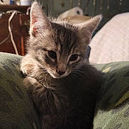 Ghost is registered to the contest to win money with this photo: bedroom, blanket, cat, close_up, couch, cozy, cute, domestic_animal, ears, eyes, fur, furniture, indoor, kitten, pet, pillow, portrait, resting, whiskers, young