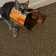 Mia joined the competition — help win amazing prizes! animal, box, carpet, cat, confused, curious, ears, feline, floor, gray_cat, household, indoor, macaroni_and_cheese_box, mischief, paws, pet, playful, velveeta, wall, whiskers